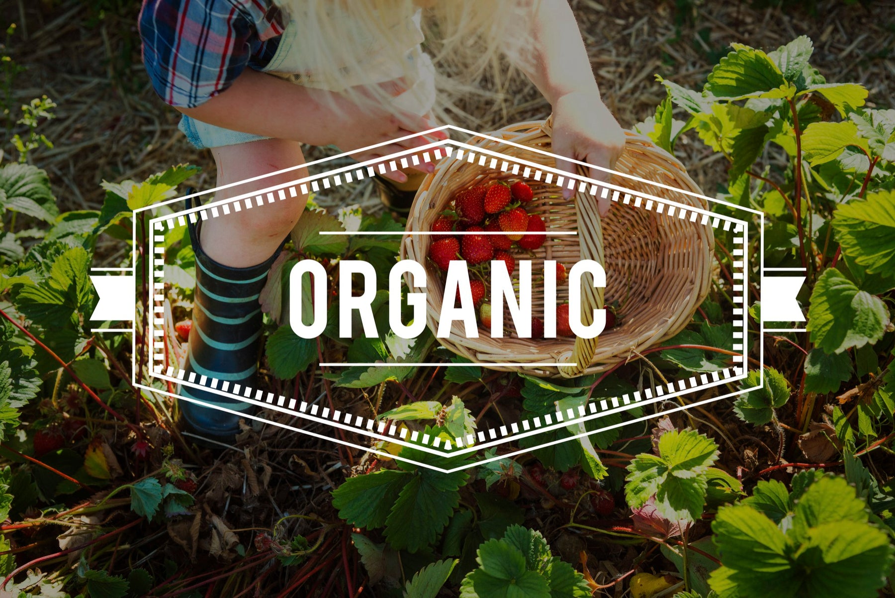 Starting Your Own Organic Veggie Patch