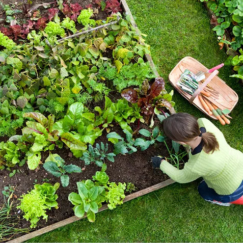 The Best Vegetables to Grow in a Small Space Garden