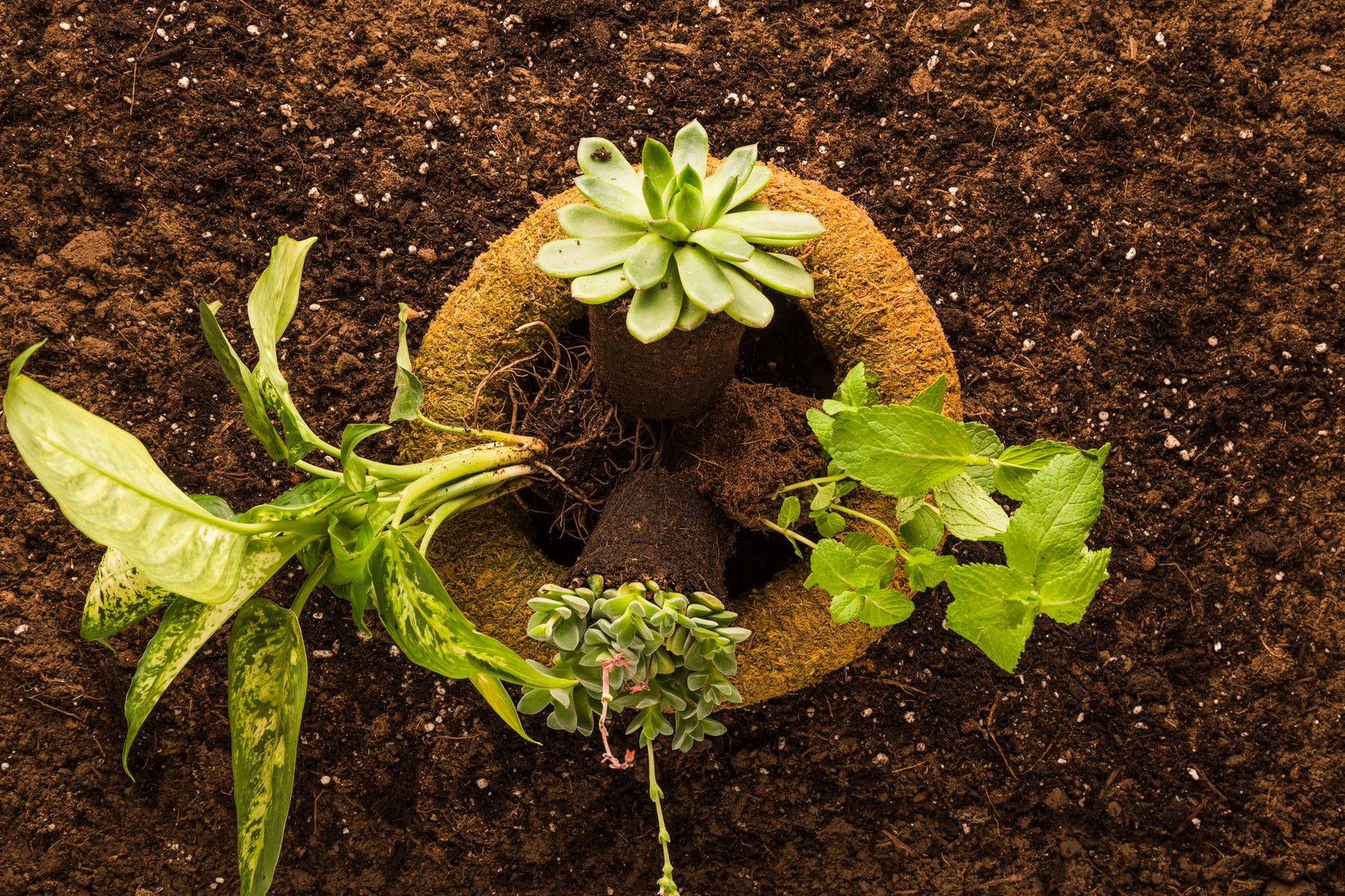 How Healthy Soil Makes Healthy Plants and Ecosystems