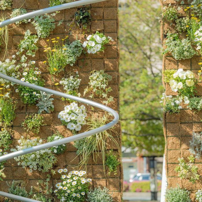 10 Beautiful Climbing Plants for Arches: Adding Charm to Your Garden