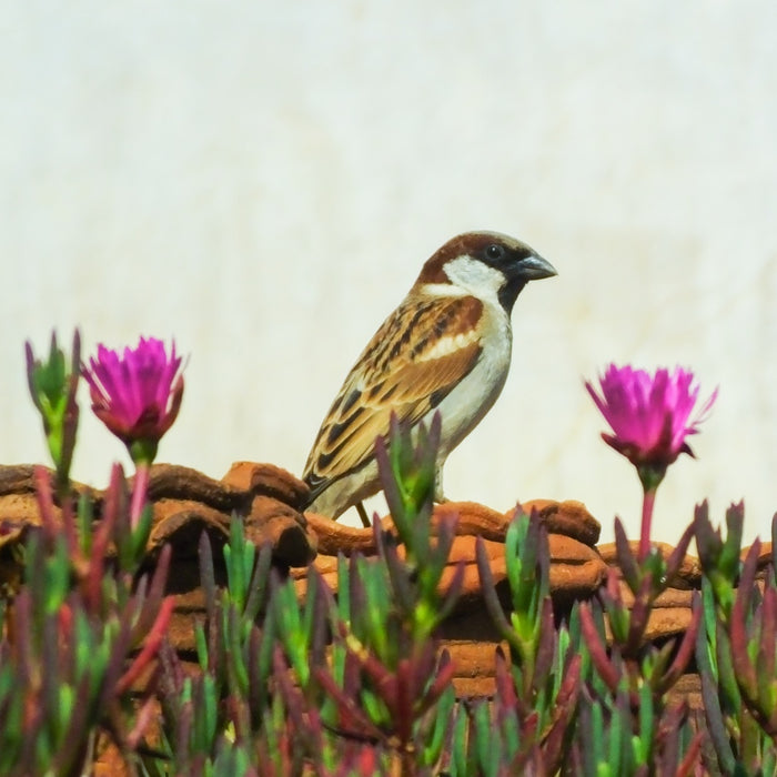 Encouraging Wildlife in Your Garden