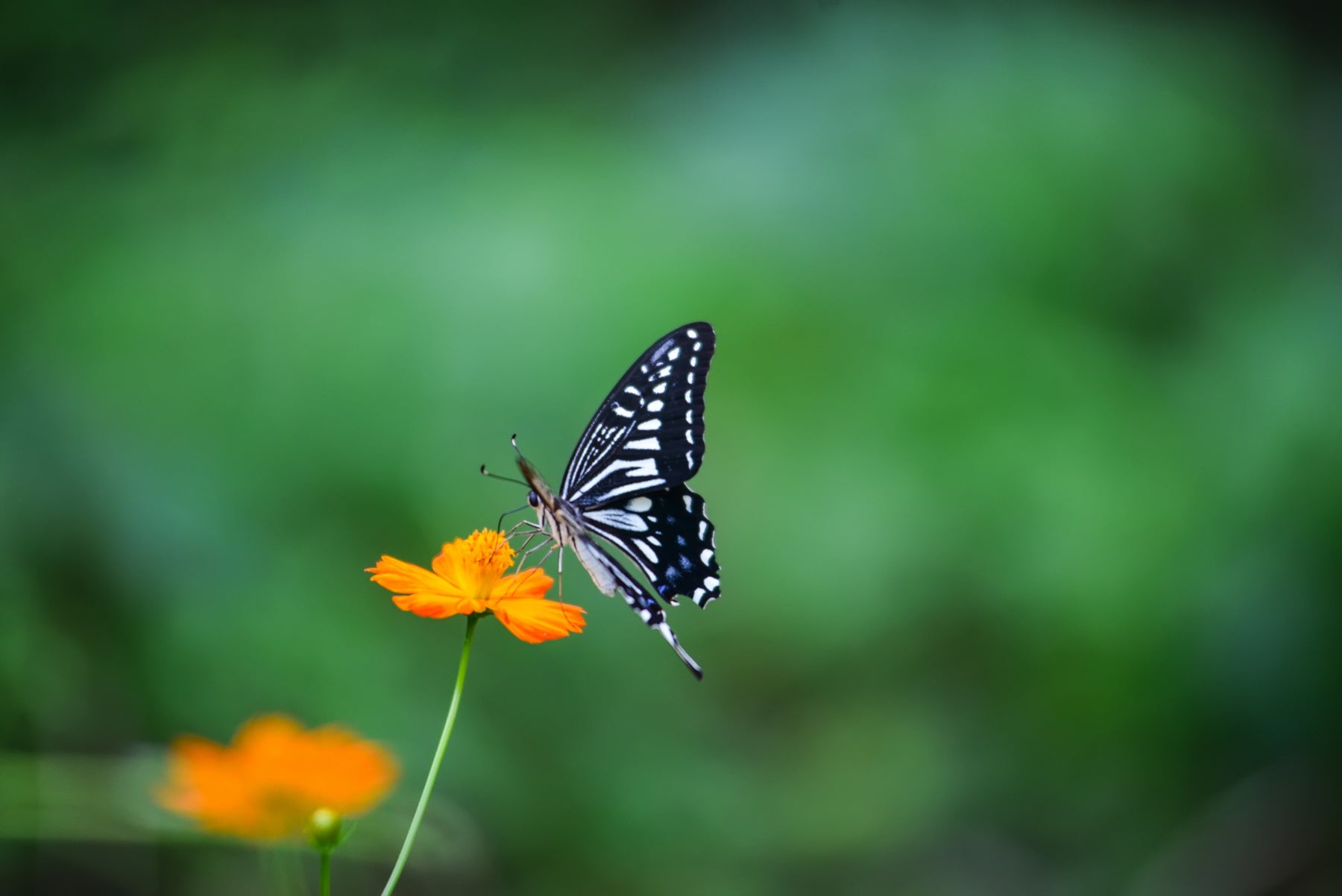 8 Types of Beautiful Butterflies