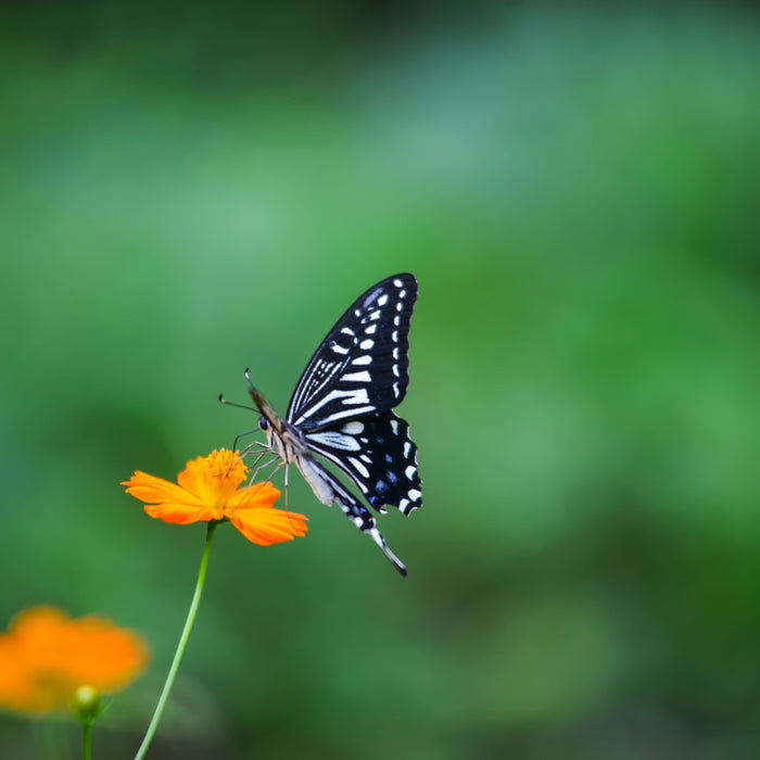 8 Types of Beautiful Butterflies