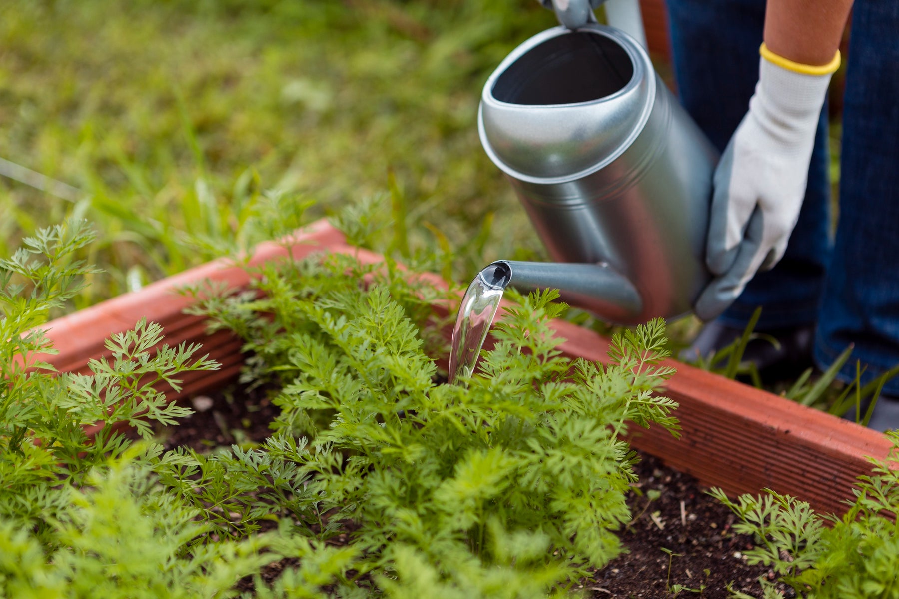 When Should You Water Your Garden?