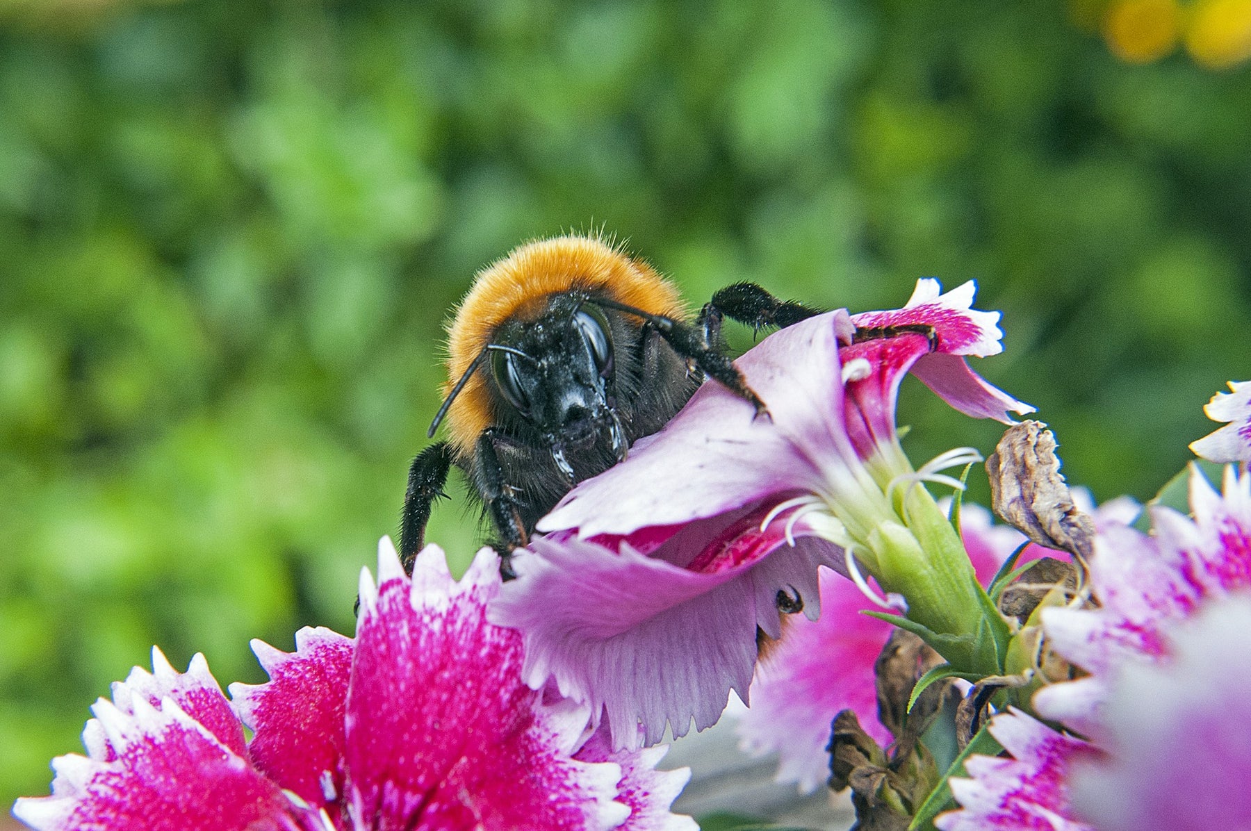 Australian Native Bees in Your Garden