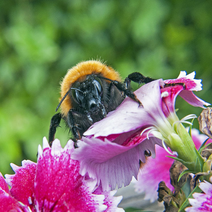 Australian Native Bees in Your Garden