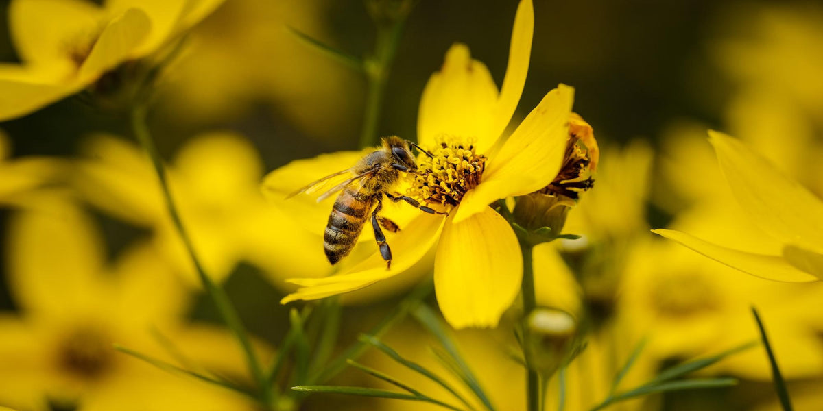 5 Ways to Attract Pollinators — GardenistaUK Store