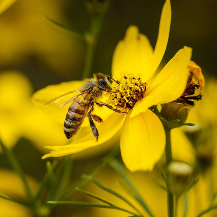 5 Ways to Attract Pollinators