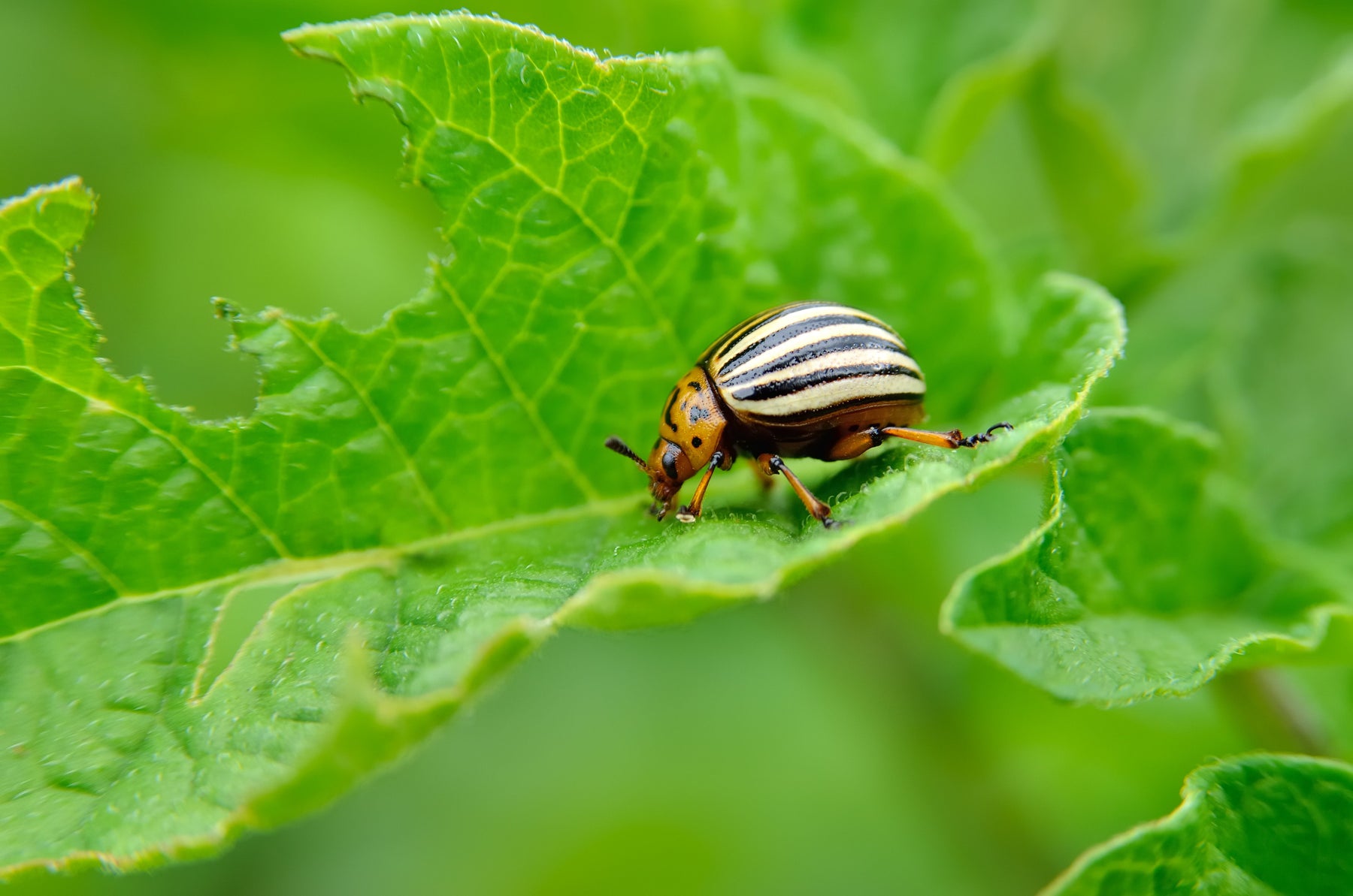 5 Common Garden Pests and How to Get Rid of Them