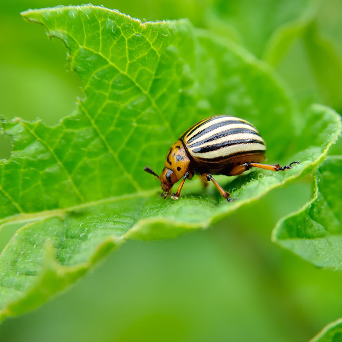 5 Common Garden Pests and How to Get Rid of Them