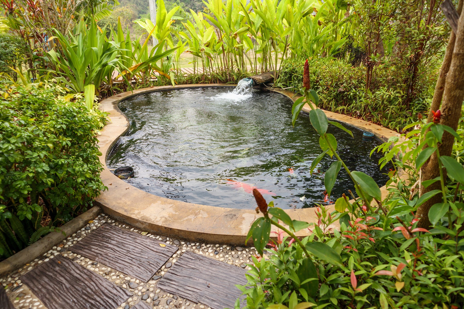 How To Create a Natural Swimming Pond in Your Garden?