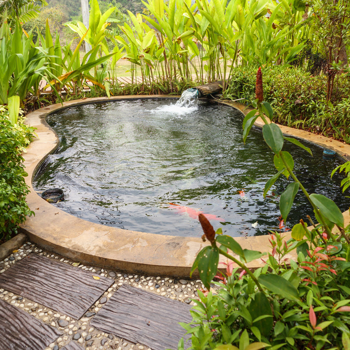 How To Create a Natural Swimming Pond in Your Garden?