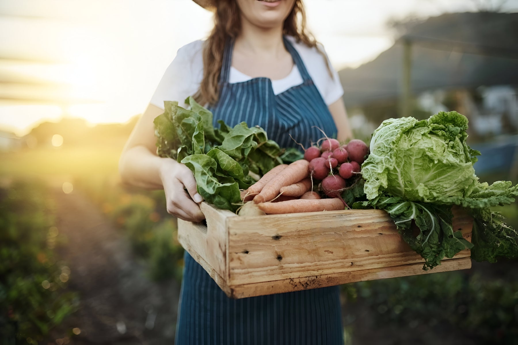 How To Start Growing Food in Your Garden