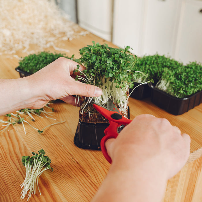 Tabletop Gardening for Beginners: Inspiration Ideas