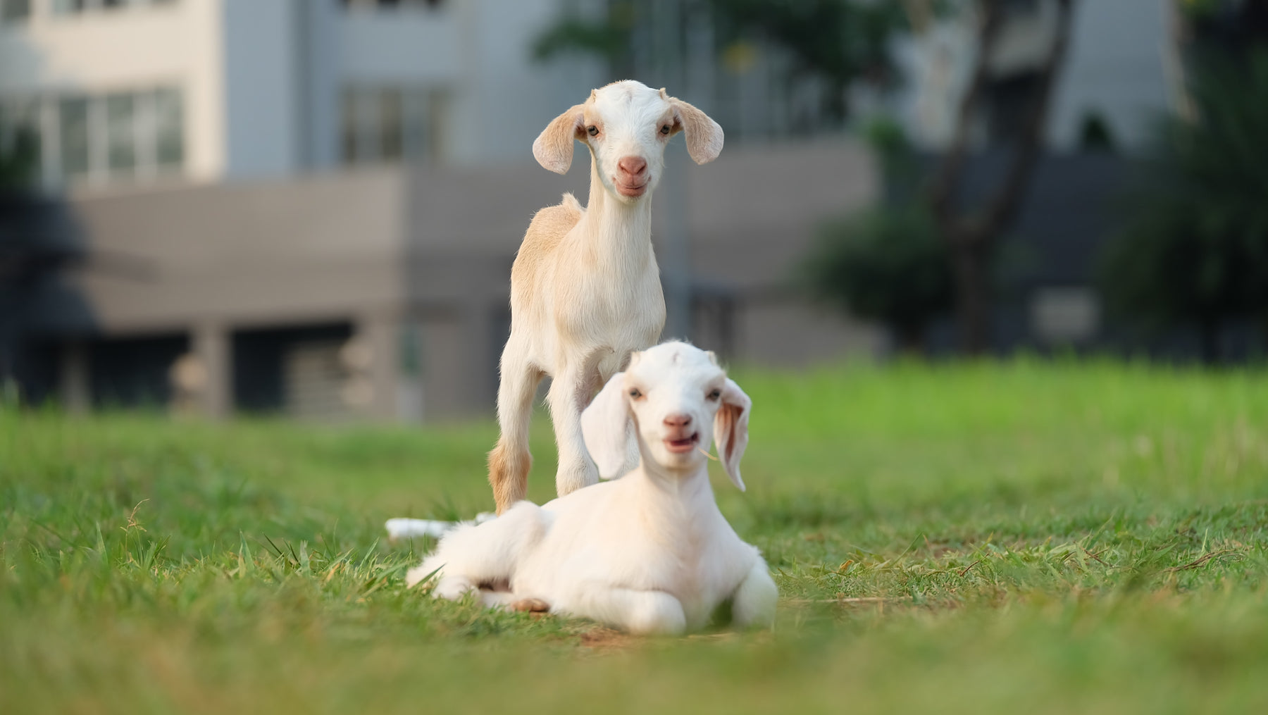 Joyful Playmates: Baby Goats in the Garden