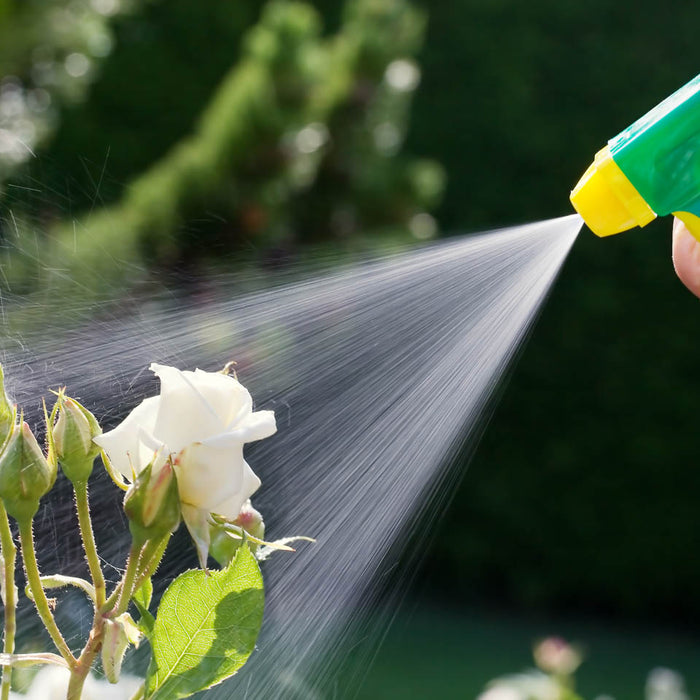 Organic Pest Control: Natural Ways to Protect Your Garden