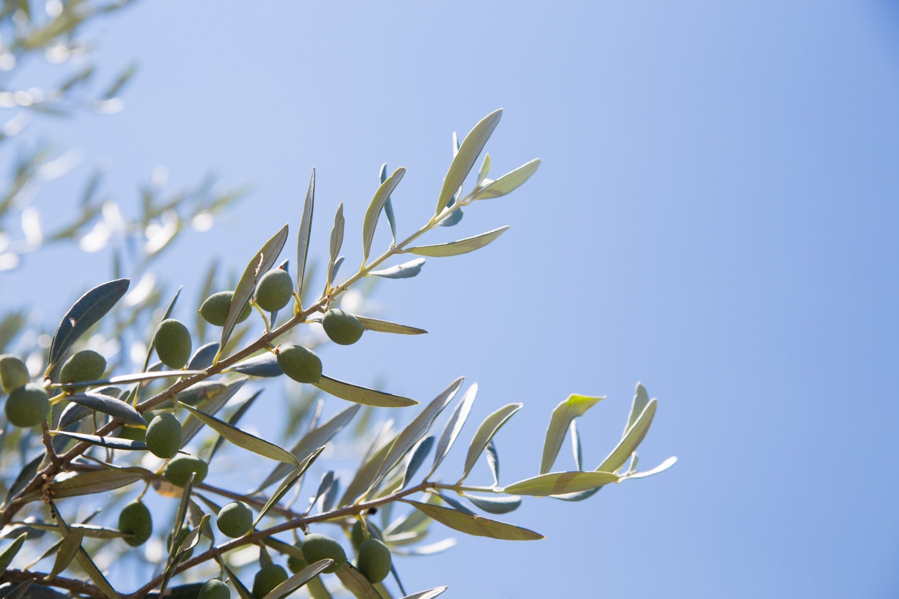 Everything You Need to Know About Olive Trees