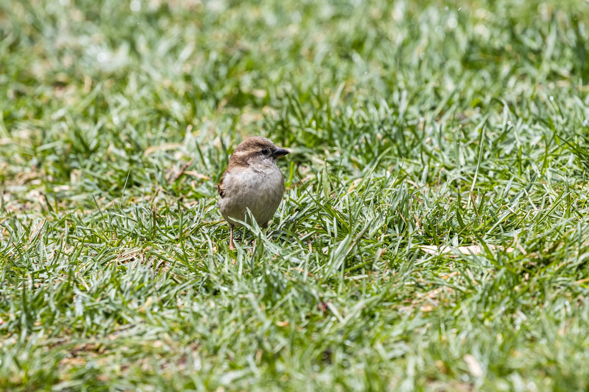 How to Stop Birds Eating Grass Seed — GardenistaUK Store