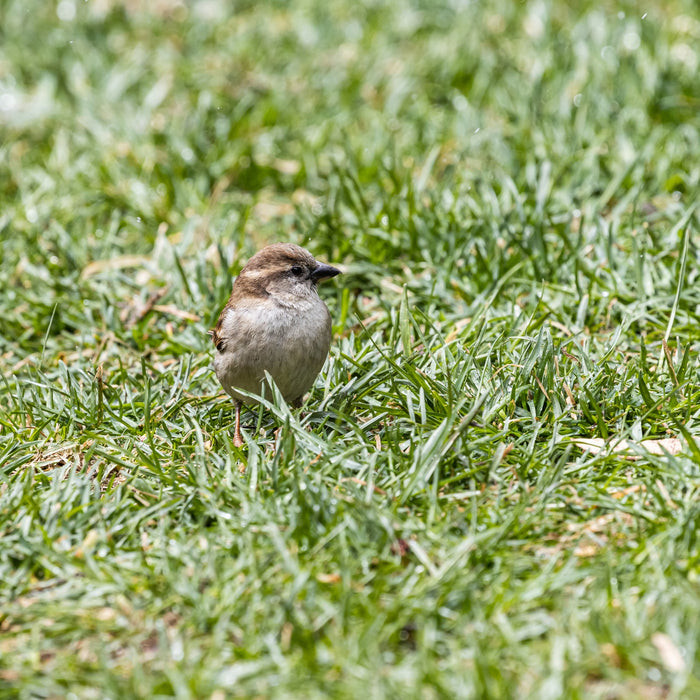 How to Stop Birds Eating Grass Seed