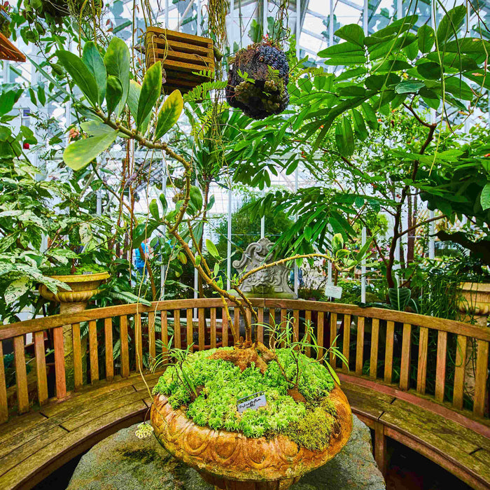 How To Design a Tropical Garden?